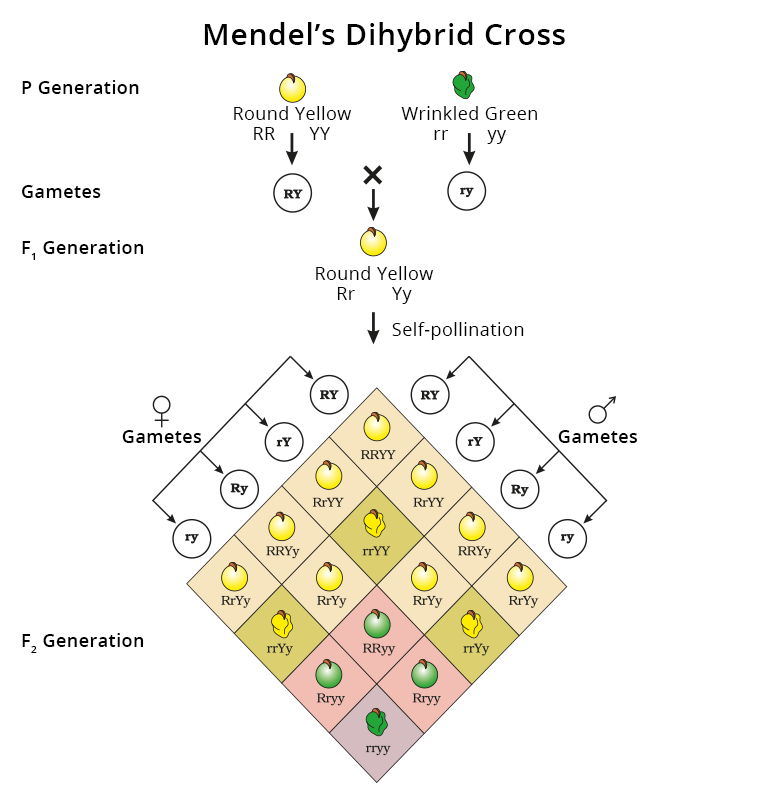 Dihybrid Cross Punnett Square