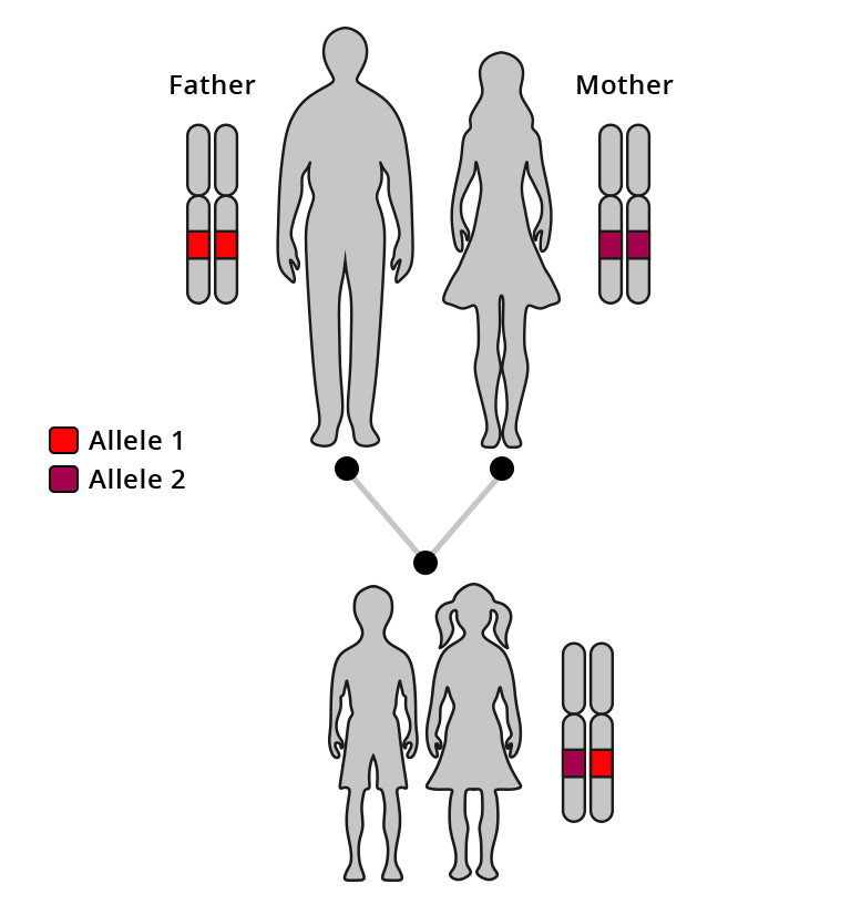 Do All Genes Have Only Two Alleles